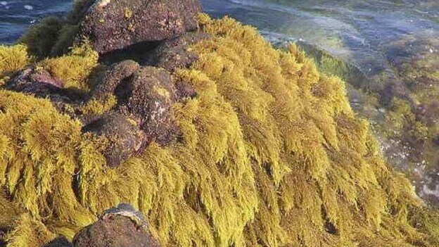 Gran Canaria ha perdido el 99% de sus praderas de seba amarilla