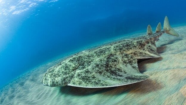 Un proyecto universitario canario velará por la supervivencia del Angelote
