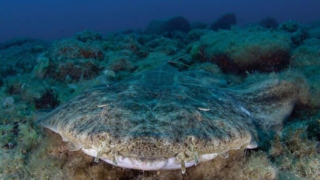 Espiarán al angelote para salvarlo
