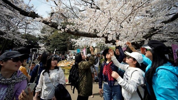 Las flores de cerezo tiñen de rosa a Tokio