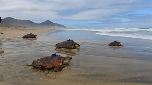 Cinco tortugas boba con transmisores y rumbos dispares