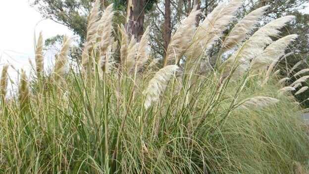 Quieren incluir a los plumachos como especies invasoras de Canarias
