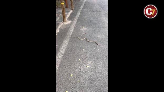 La amenaza de las serpientes en Gran Canaria