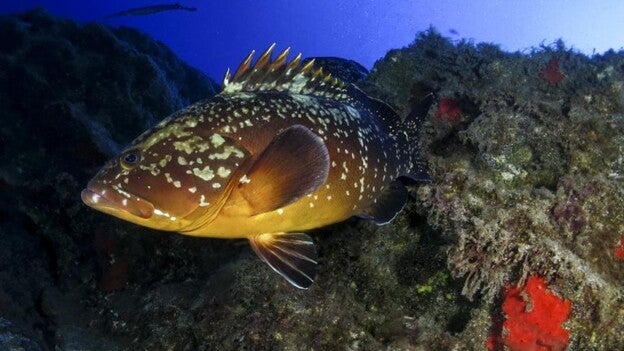El mero ‘Máximo’ se convierte en la sensación del Veril de Jandía