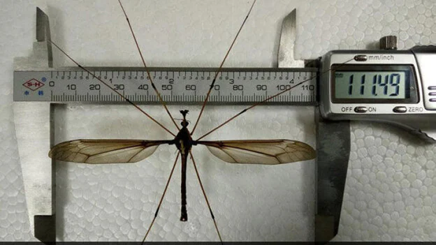 Descubren en China el mayor mosquito del mundo