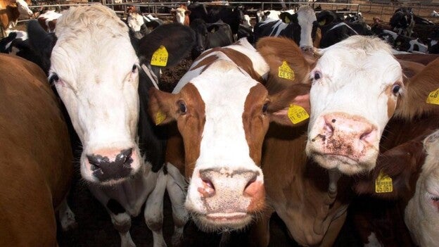 La isla con más vacas y ovejas, la segunda en cabras y cerdos