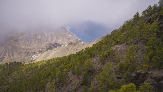 La masa forestal de Tamadaba, en imágenes