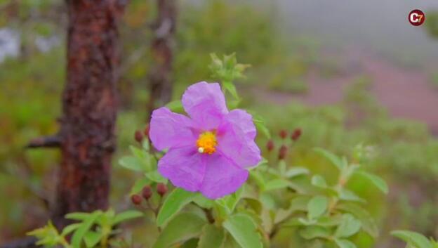 Tamadaba reivindica su valor natural