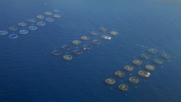 Científicos auguran que la acuicultura puede salvar la tierra