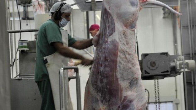El Matadero lidera el sacrificio de bovino y ovino en Canarias