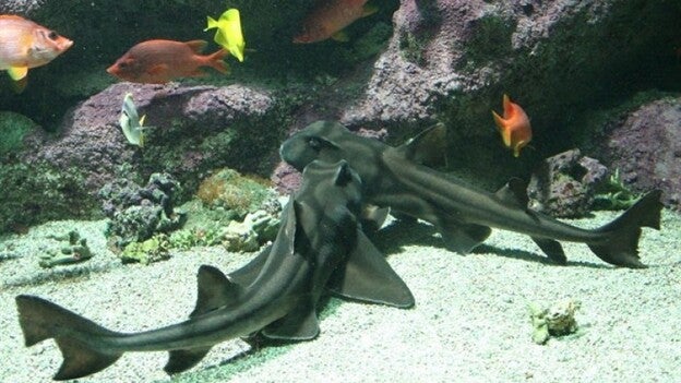 Los tiburones pueden adquirir el gusto por el jazz