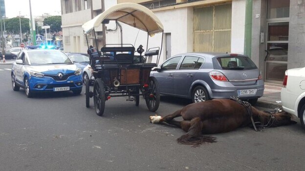 Fallece un caballo en plena calle