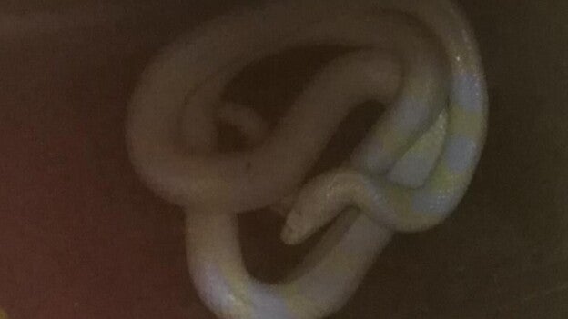 Localiza una cría de serpiente albina en el Guiniguada