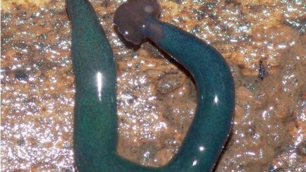 Gusanos de medio metro ‘invaden’ París