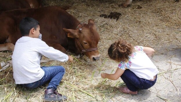Visitas guiadas para ver el ganado selecto insular