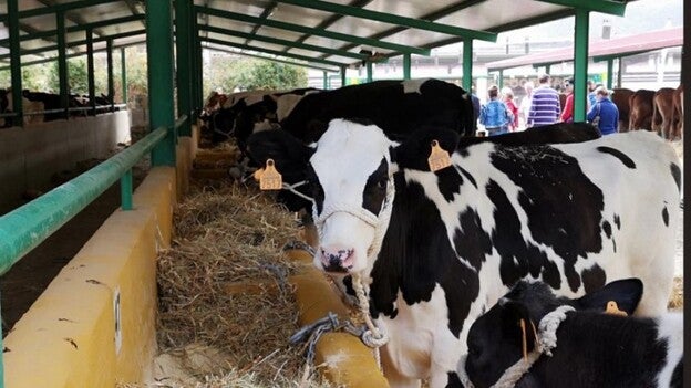 El cabildo reúne el mejor ganado de Gran Canaria
