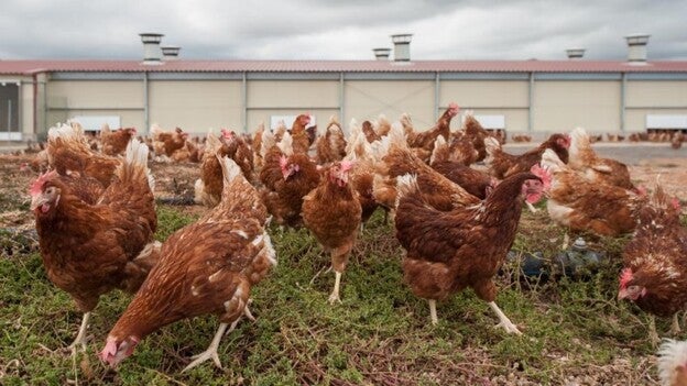 Mercadona vende huevos camperos en sus 85 supermercados canarios