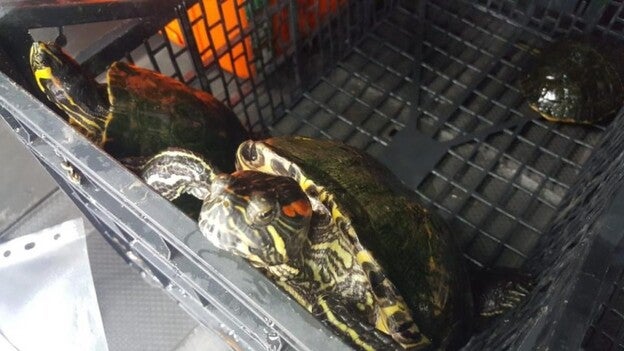 Incautan doce ejemplares de tortugas de especies invasoras