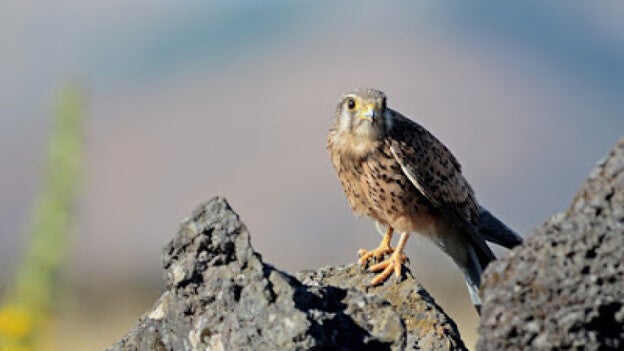 145 animales resultaron afectados por uso ilegal de veneno en Canarias