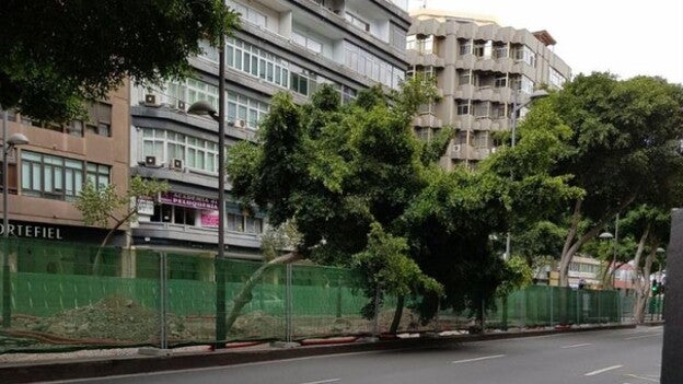 Cae uno de los árboles de Mesa y López