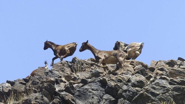 Guguy acoge hoy la madre de las apañadas de ganado asilvestrado