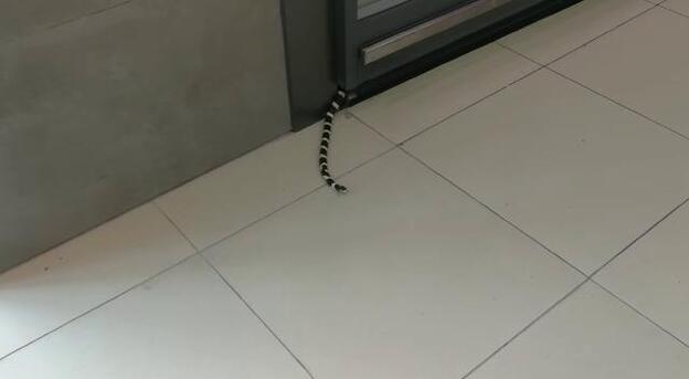 Una serpiente en el supermercado