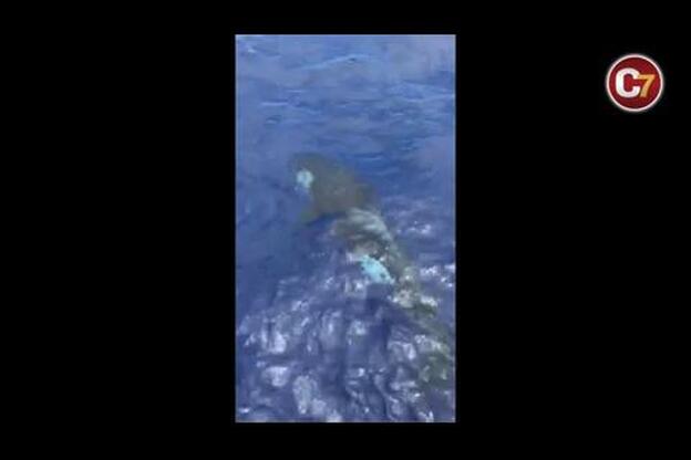 Ataque de una orca a un cachalote en las islas