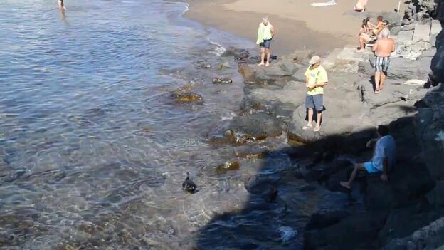 Un cisne negro a orillas de Melenara