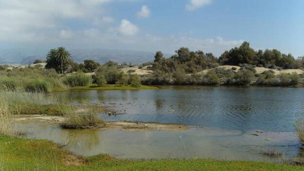 Canarias prepara censo de humedales para estudiar aves acuáticas invernantes