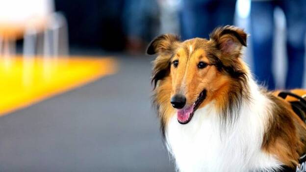 Éxito de adopciones de Animundo