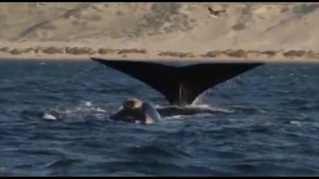 Huesos antiguos revelan dos especies de ballenas perdidas