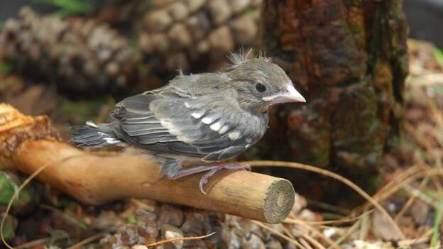 Pascual Calabuig: «Pobre pinzón azul»