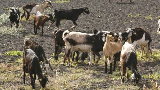 El Gobierno anima al sector caprino a vacunar a los animales
