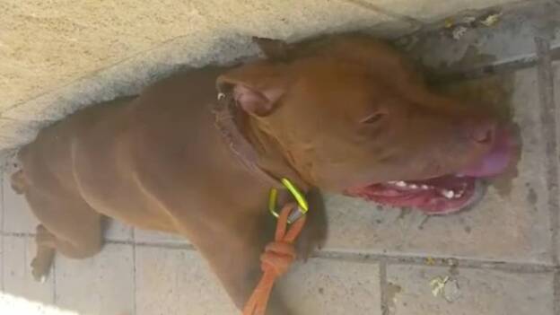 Agónico rescate de un perro asfixiado en un coche