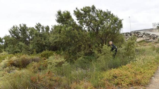 Un barranco camino de selva en Telde