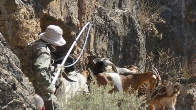 El comité de seguimiento del Life Guguy desecha la batida de cabras