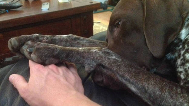 Los perros actúan rápido para ofrecer consuelo a sus dueños cuando están tristes