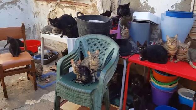 Rescatan 101 gatos que vivían en una casa de 37 metros cuadrados en Málaga