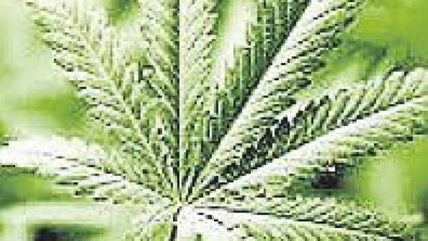 Epilepsia. Un ensayo demuestra el beneficio del cannabis para tratar un tipo de convulsiones