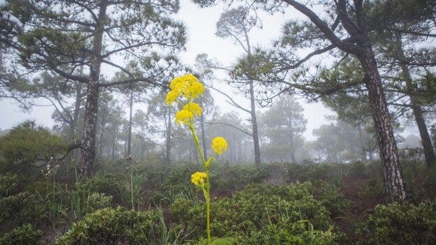 Prohibido acampar y hacer fuego en Tamadaba