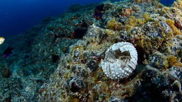 El erizo Diadema, fulminado de los fondos