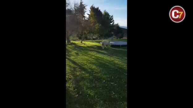 Bacon, la oveja que salta en cama elástica