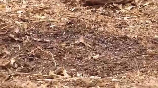 El Ayuntamiento pide al Gobierno ayuda para acabar con las moscas