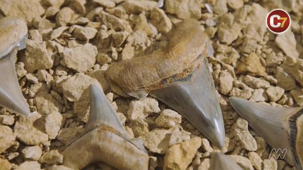 Hallan los dientes de un tiburón prehistórico gigante en Australia