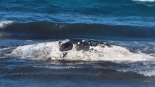 Aparece varado un cachalote pigmeo