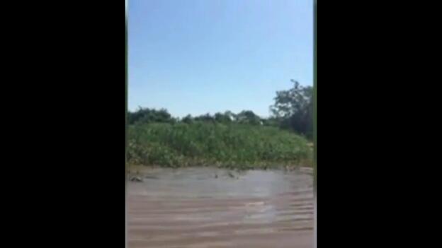 Pelea entre un caimán y un jaguar en Brasil