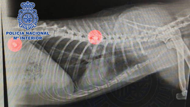 Dispara y mata a la gata de sus vecinos