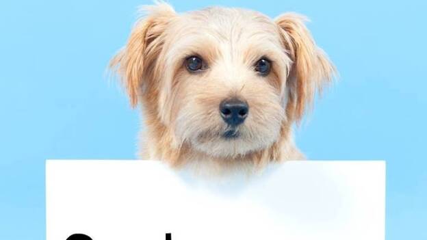 Una app encontrará a los animales perdidos en Canarias