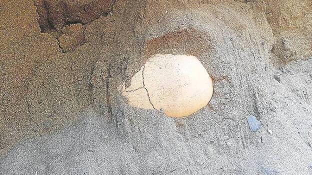 Tadeo, ¿un soldado de Van der Does?