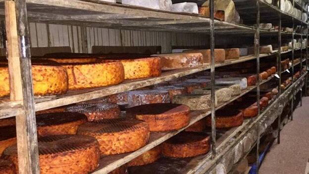 Bolaños, 60 toneladas de queso al mes